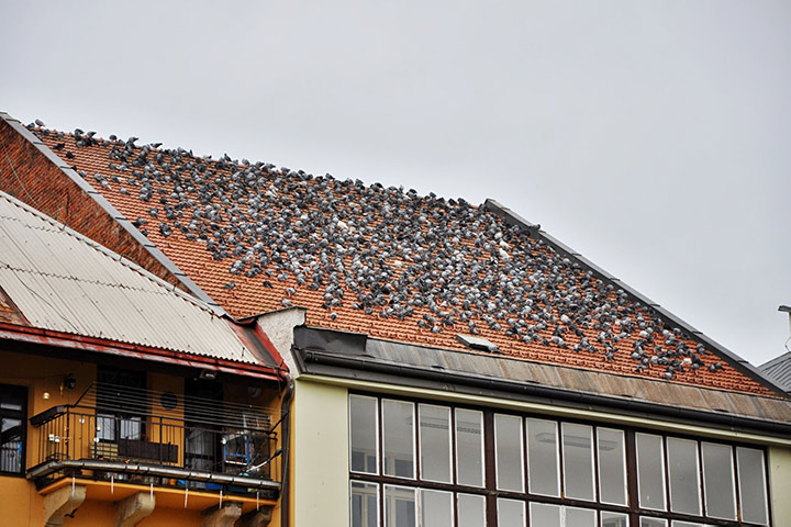 A2B Pest Control are able to install spikes to deter birds from roofs in Uxbridge. 