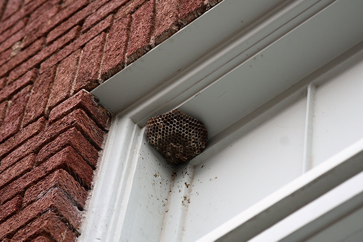 We provide a wasp nest removal service for domestic and commercial properties in Uxbridge.